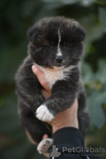 Additional photos: Akita Inu puppies