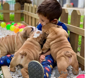 Photo №1. english bulldog - for sale in the city of Prague | negotiated | Announcement № 170676