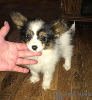 Photo №1. papillon dog - for sale in the city of Ostrava | negotiated | Announcement № 96514