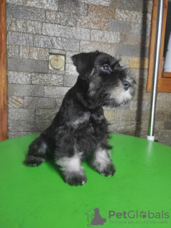 Photo №3. Miniature Schnauzer BEAUTIFUL puppies. Serbia