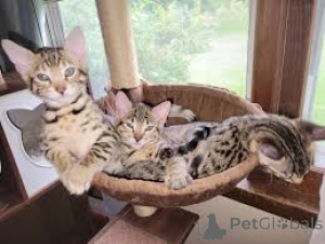 Photo №1. savannah cat - for sale in the city of Paris | 516$ | Announcement № 165520
