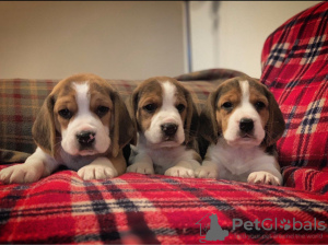 Photo №2 to announcement № 100509 for the sale of beagle - buy in Germany private announcement