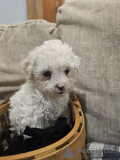 Photo №3. Maltese X Bichon puppies available. Austria