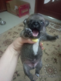 Photo №4. I will sell chihuahua in the city of Lipetsk. breeder - price - 71$