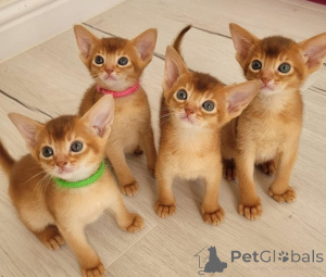 Photo №1. abyssinian cat - for sale in the city of Prague | negotiated | Announcement № 178226