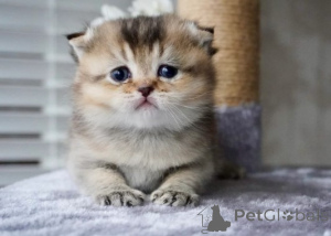 Photo №4. I will sell munchkin in the city of Munich. breeder - price - negotiated