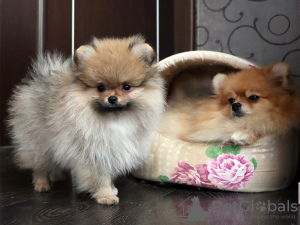 Photo №3. Pomeranian Girl, Orange Sable. Ukraine