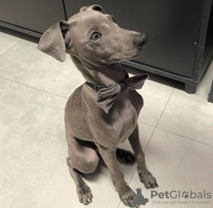 Photo №2 to announcement № 88803 for the sale of italian greyhound - buy in Estonia private announcement