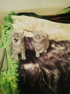 Photo №4. I will sell scottish straight, scottish fold in the city of Moscow. private announcement - price - 314$