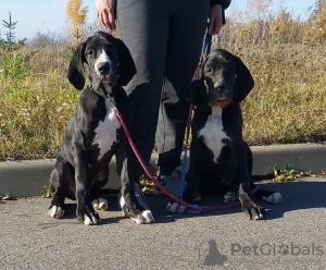 Photo №1. great dane - for sale in the city of Minsk | 845$ | Announcement № 79946