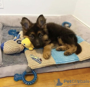 Photo №1. german shepherd - for sale in the city of Split | negotiated | Announcement № 101977