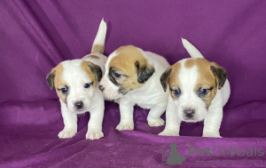 Photo №2 to announcement № 89545 for the sale of jack russell terrier - buy in Belarus private announcement