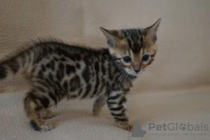 Photo №1. bengal cat - for sale in the city of Prague | negotiated | Announcement № 95261