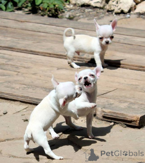 Photo №4. I will sell chihuahua in the city of Florida. private announcement, from nursery, from the shelter, breeder - price - 750$