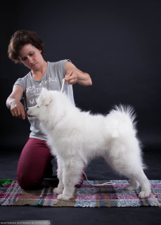 Photo №2 to announcement № 2990 for the sale of samoyed dog - buy in Russian Federation from nursery, breeder