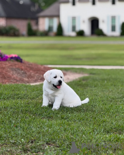 Photo №2 to announcement № 142058 for the sale of  - buy in United Kingdom from the shelter