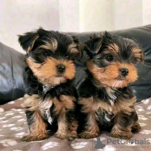 Photo №2 to announcement № 72008 for the sale of yorkshire terrier - buy in Finland private announcement, breeder