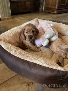 Photo №2 to announcement № 99663 for the sale of american cocker spaniel - buy in Germany private announcement, from nursery