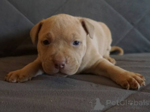 Photo №2 to announcement № 134754 for the sale of bull terrier - buy in Serbia 