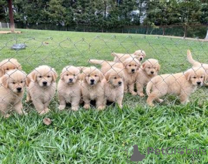 Photo №1. golden retriever - for sale in the city of Lugano | 500$ | Announcement № 13364