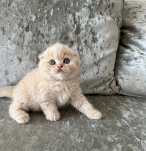 Photo №1. scottish fold - for sale in the city of Aarbergen | 361$ | Announcement № 174780