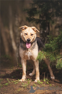 Additional photos: Wonderful dog Denver is in good hands.