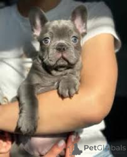Photo №1. french bulldog - for sale in the city of Manchester | 1032$ | Announcement № 165697