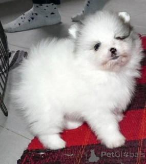 Photo №1. pomeranian - for sale in the city of Zürich | negotiated | Announcement № 167127