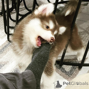 Photo №4. I will sell siberian husky in the city of Alès. private announcement - price - negotiated