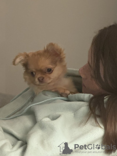 Additional photos: long haired chihuahua