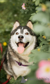 Photo №1. siberian husky - for sale in the city of Moscow river | Is free | Announcement № 154204