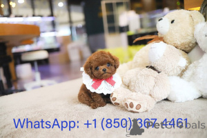 Photo №2 to announcement № 153554 for the sale of poodle (toy) - buy in United States breeder