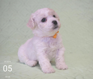 Photo №2 to announcement № 2264 for the sale of bichon frise - buy in Russian Federation private announcement, from nursery, breeder