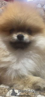 Photo №2 to announcement № 7091 for the sale of pomeranian - buy in Russian Federation private announcement