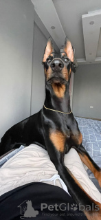 Photo №2 to announcement № 23173 for the sale of dobermann - buy in Turkey private announcement