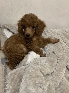 Photo №1. poodle (toy) - for sale in the city of Almaty | negotiated | Announcement № 37451