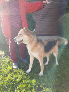 Photo №4. I will sell non-pedigree dogs in the city of St. Petersburg. private announcement - price - Is free