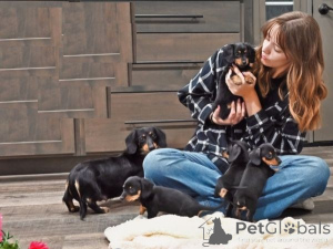 Photo №1. dachshund - for sale in the city of Bratislava | negotiated | Announcement № 178020
