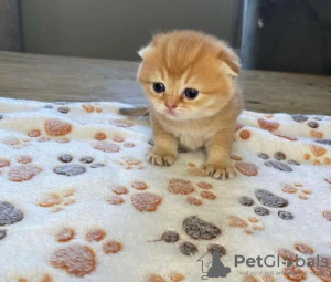 Photo №2 to announcement № 87857 for the sale of scottish fold - buy in United States private announcement