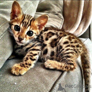 Photo №2 to announcement № 177467 for the sale of bengal cat - buy in Albania private announcement, breeder