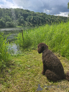 Photo №1. labradoodle - for sale in the city of Arizona | 500$ | Announcement № 144856
