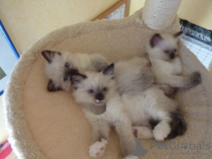 Photo №1. ragdoll - for sale in the city of Heidelberg | negotiated | Announcement № 32651