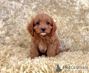 Photo №3. Potty trained Cavapoo puppies for sale. Germany