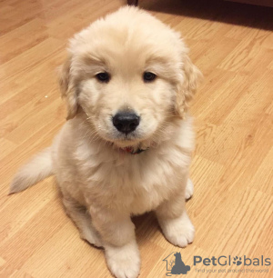 Photo №3. Stunning light golden retriever puppies. Lithuania