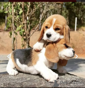 Photo №1. beagle - for sale in the city of Васа | 380$ | Announcement № 127716