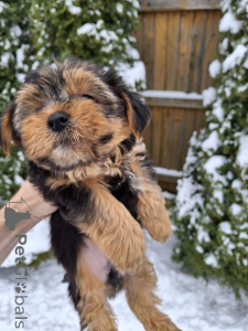 Photo №3. Charming Yorkshire Terrier puppies. Lithuania