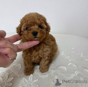Photo №1. poodle (toy) - for sale in the city of Brussels | 471$ | Announcement № 137981