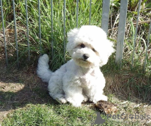 Photo №1. bichon frise - for sale in the city of Esslingen am Neckar | Is free | Announcement № 130164