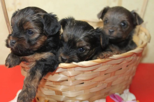 Photo №3. Adorable york puppies for sale (mini). Russian Federation