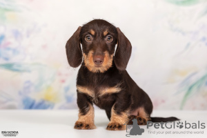 Photo №3. Wirehaired dachshund - dachshund puppies, kennel. Russian Federation